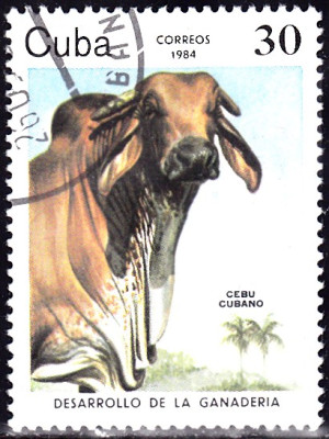 zebu.jpg