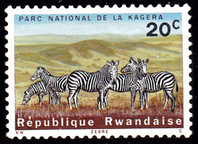 zebra 3.jpg