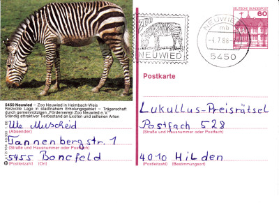 zebra 2.jpg