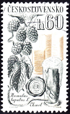 hopfen 1.jpg