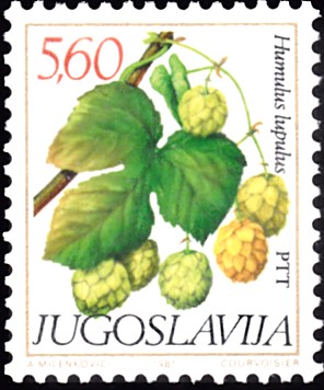hopfen 2.jpg