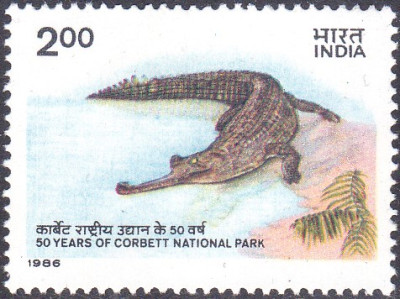 gharial.jpg