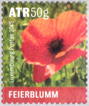 klatschmohn 1.jpg
