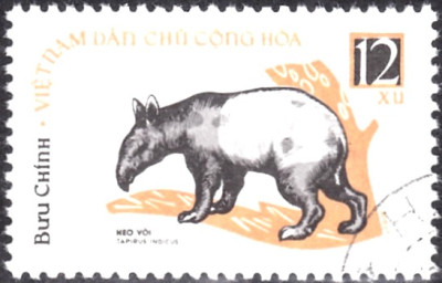 tapir3.jpg