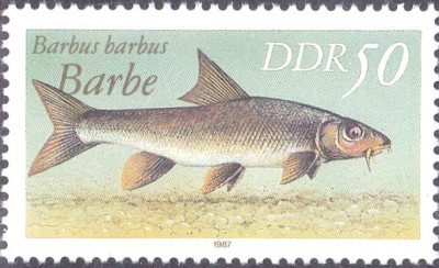 barbe.jpg