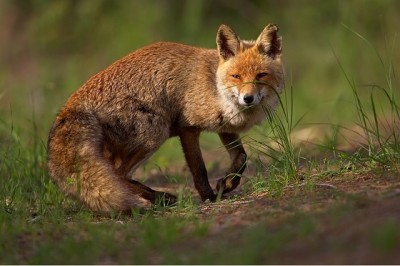 Vulpes_vulpes_1_(Martin_Mecnarowski).jpg