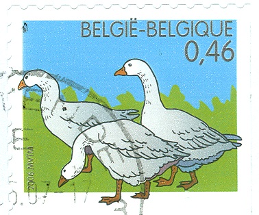 Belgien 2006 Gänse.jpg