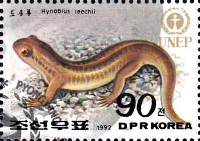 hynobius.jpg