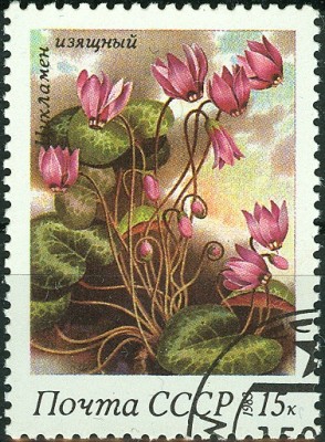 CCCP 1983 - 15 Kop Alpenveilchen.jpg