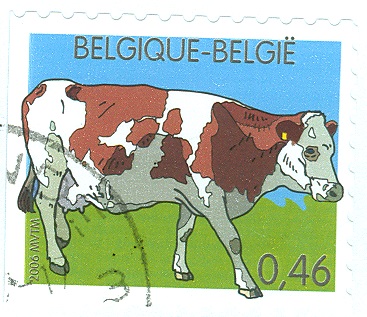 Belgien 2006 Kuh.jpg