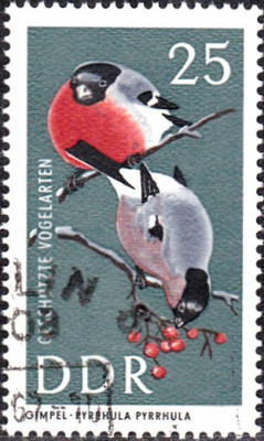 gimpel1.jpg