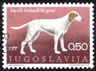 bracke1.jpg