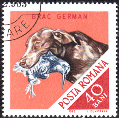 bracke3.jpg