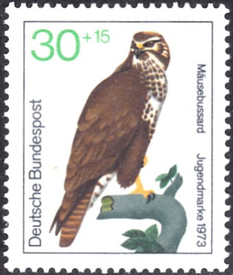 mäusebussard1.jpg