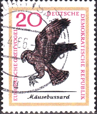 mäusebussard.jpg