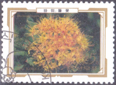 rhodiola.jpg