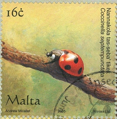 Malta 2005 Insekten Coccinella septempunctata - Siebenpunkt Marienkäfer.jpg