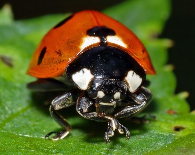 1024px-Coccinella_septempunctata_-_front_(aka).jpg