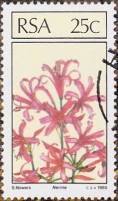 nerine1.jpg