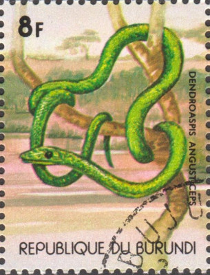 mamba1.jpg