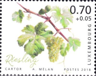 riesling1.jpg