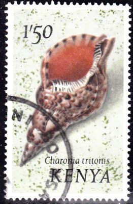 tritonshorn.jpg