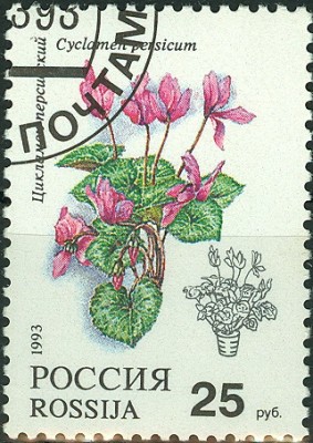 Russland 1993 Alpenveilchen Cyclamen persicum.jpg