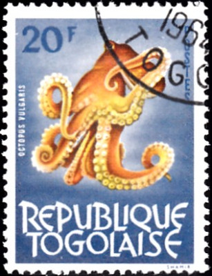 octopus.jpg