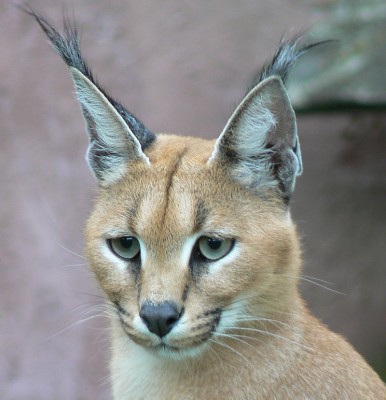 800px-Caracal001.jpg