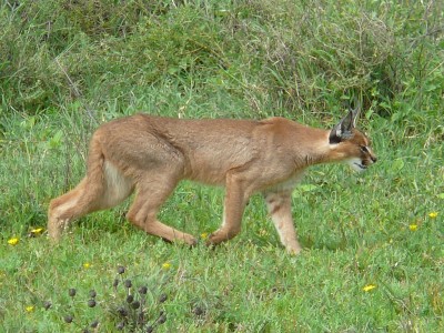 1024px-Caracal_hunting_in_the_serengeti.jpg
