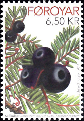 krähenbeere.jpg