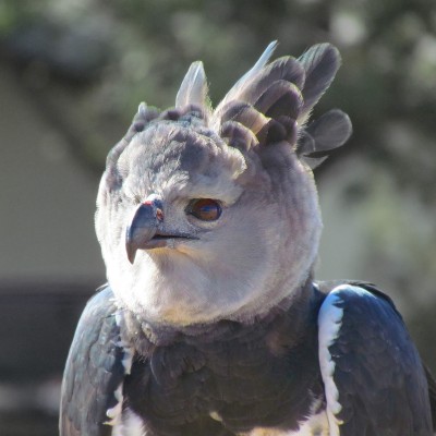 Harpia_harpyja_-falconry_-head-8a.jpg