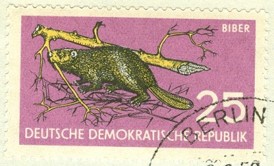 DDR 1959 Biber - 1.jpg