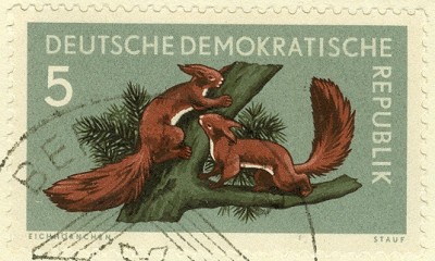 DDR 1959 Eichhörnchen - 1.jpg