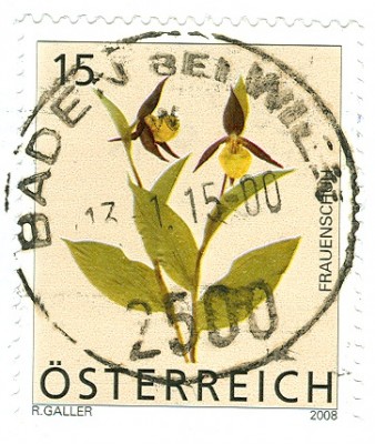 Österreich 2008 Frauenschuh -1.jpg
