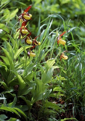 Cypripedium_calceolus_wiki_mg-k01.jpg