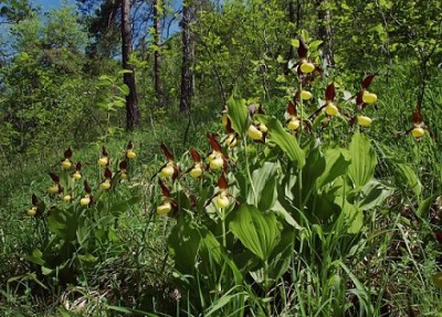 Cypripedium_calceolus_02_mg-k.jpg