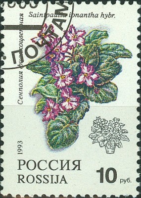 Russland 1993 Usambaraveilchen Hybride.jpg