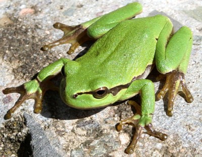 1024px-Laubfrosch_Macro.jpg