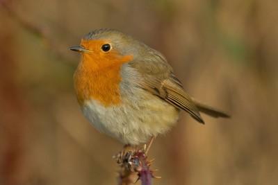 Rotkehlchen_Erithacus_rubecula.jpg
