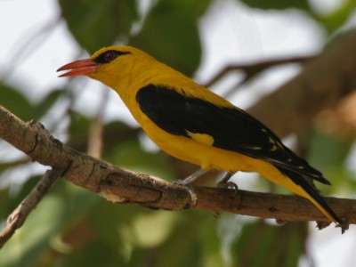Eurasian_Golden_Oriole_(Oriolus_oriolus)-_kundoo_race-_Male_at_Secunderabad_W2_IMG_6715.jpg
