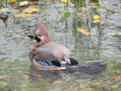 Garrulus_glandarius_DS_6.jpg