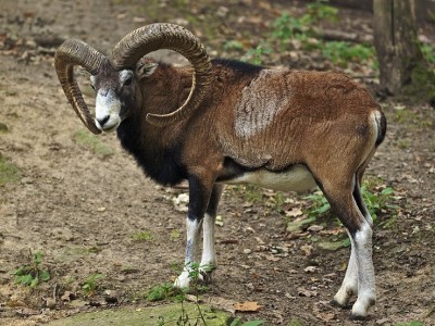 1024px-Ovis_orientalis_LC0267.jpg