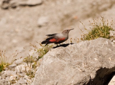 1024px-Tichodroma_muraria02.jpg
