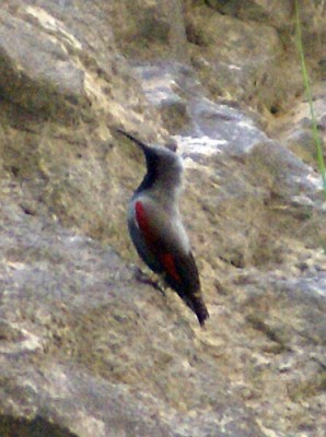 Tichodroma_muraria_Pyrenees.jpg