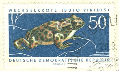 DDR Wechselkröte Bufo viridis.jpg