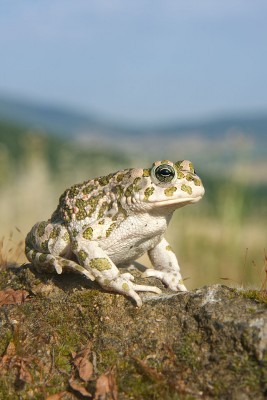 Bufotes_balearicus_female.jpg