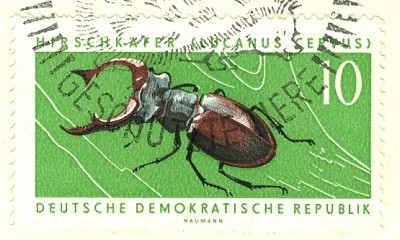 DDR 1963 MiNr. 978 Hirschkäfer.jpg