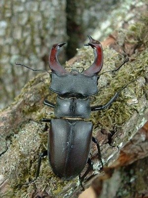 Lucanus_cervus.jpg
