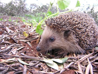 1024px-Igel.JPG